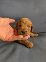 Butterscotch  , a male Miniature Labradoodle for sale in Webster, FL – Photo 4 of 4