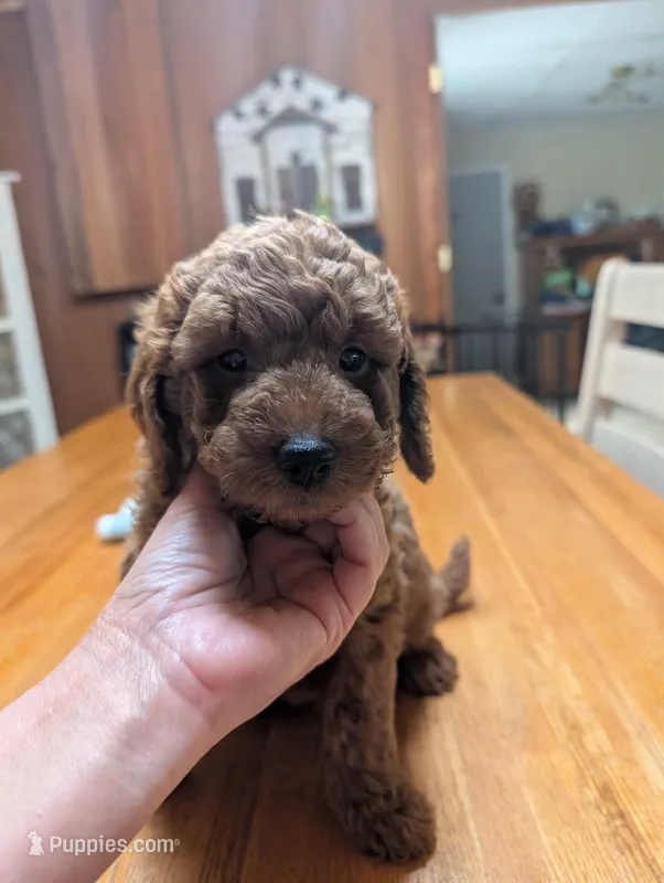 Cognac – Miniature Labradoodle puppy for sale in Webster, FL