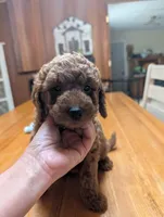 Cognac, a male Miniature Labradoodle for sale in Webster, FL – Photo 1 of 5
