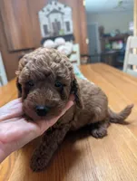 Cognac, a male Miniature Labradoodle for sale in Webster, FL – Photo 5 of 5