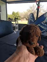 Ted, a male Miniature Labradoodle for sale in Webster, FL – Photo 2 of 3