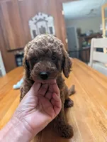 Cognac, a male Miniature Labradoodle for sale in Webster, FL – Photo 2 of 5