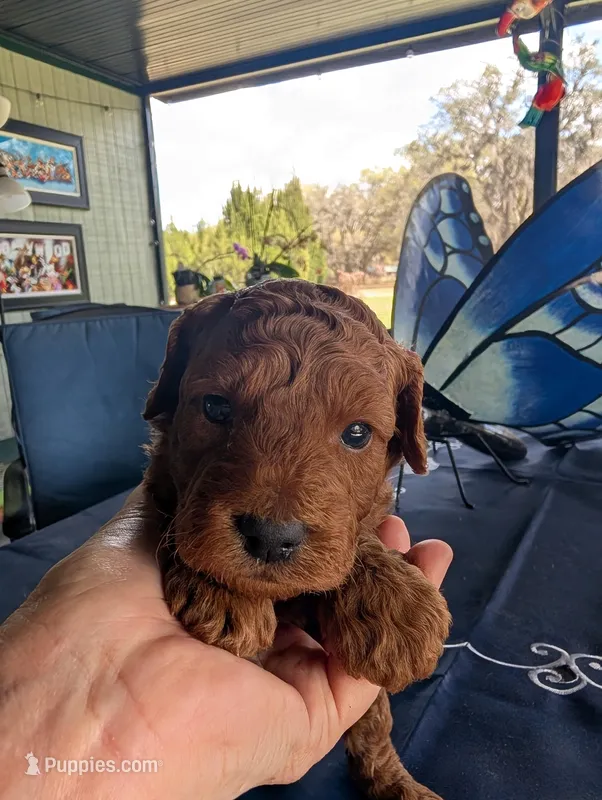 Ted – Miniature Labradoodle puppy for sale in Webster, FL
