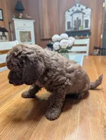 Cognac, a male Miniature Labradoodle for sale in Webster, FL – Photo 4 of 5