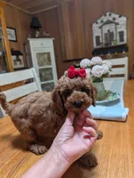 Miss Magnolia, a female Miniature Labradoodle for sale in Webster, FL – Photo 3 of 6