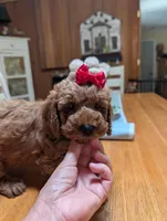 Miss Magnolia, a female Miniature Labradoodle for sale in Webster, FL – Photo 6 of 6