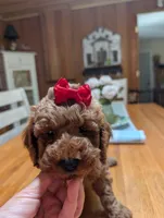 Miss Magnolia, a female Miniature Labradoodle for sale in Webster, FL – Photo 4 of 6