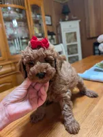 Miss Magnolia, a female Miniature Labradoodle for sale in Webster, FL – Photo 2 of 6