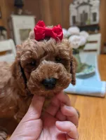 Miss Magnolia, a female Miniature Labradoodle for sale in Webster, FL – Photo 5 of 6
