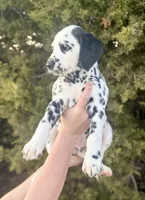 Gucci, a male Dalmatian for sale in Springtown, TX – Photo 4 of 10