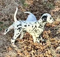 Gucci, a male Dalmatian for sale in Springtown, TX – Photo 5 of 10