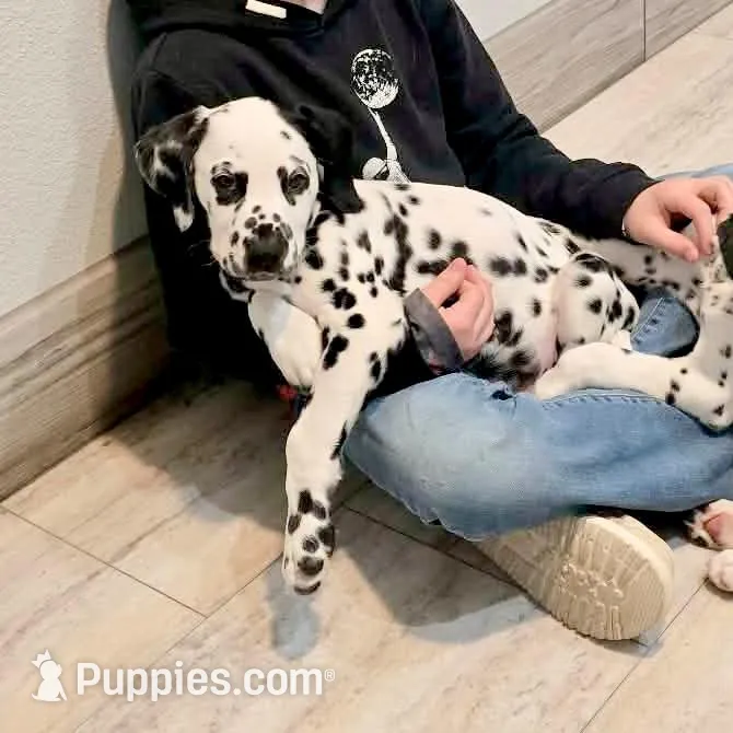 Gucci, a male Dalmatian for sale in Springtown, TX – Photo 6 of 10