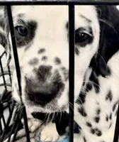 Gucci, a male Dalmatian for sale in Springtown, TX – Photo 10 of 10