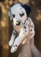 Gucci, a male Dalmatian for sale in Springtown, TX – Photo 8 of 10