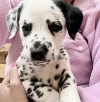 Gucci, a male Dalmatian for sale in Springtown, TX – Photo 7 of 10