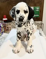 Gucci, a male Dalmatian for sale in Springtown, TX – Photo 2 of 10