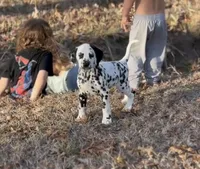 Gucci, a male Dalmatian for sale in Springtown, TX – Photo 3 of 10
