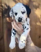 Gucci, a male Dalmatian for sale in Springtown, TX – Photo 9 of 10