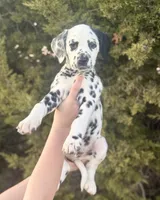 Gucci, a male Dalmatian for sale in Springtown, TX – Photo 1 of 10