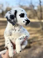 Versace , a female Dalmatian for sale in Springtown, TX – Photo 2 of 3