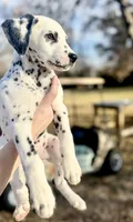 Tom Ford , a male Dalmatian for sale in Springtown, TX – Photo 4 of 5
