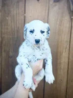 Tom Ford , a male Dalmatian for sale in Springtown, TX – Photo 2 of 5