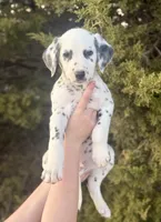 Tom Ford , a male Dalmatian for sale in Springtown, TX – Photo 5 of 5