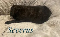 Severus, a male English Mastiff for sale in Neosho, MO – 2 of 2