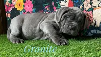 Granite, a male Neapolitan Mastiff for sale in Neosho, MO – 3 of 4