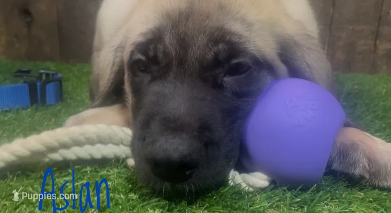 Aslan  – English Mastiff puppy for sale in Neosho, MO