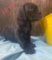 Elvira, a female Neapolitan Mastiff and English Mastiff for sale in Neosho, MO – Photo 4 of 5