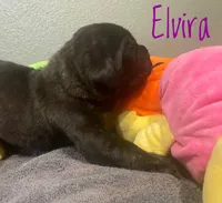 Elvira, a female Neapolitan Mastiff and English Mastiff for sale in Neosho, MO – Photo 3 of 4