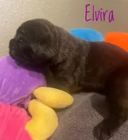 Elvira, a female Neapolitan Mastiff and English Mastiff for sale in Neosho, MO – Photo 4 of 4