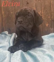 Elvira, a female Neapolitan Mastiff and English Mastiff for sale in Neosho, MO – Photo 3 of 5