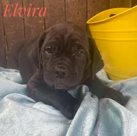 Elvira, a female Neapolitan Mastiff and English Mastiff for sale in Neosho, MO – Photo 2 of 5