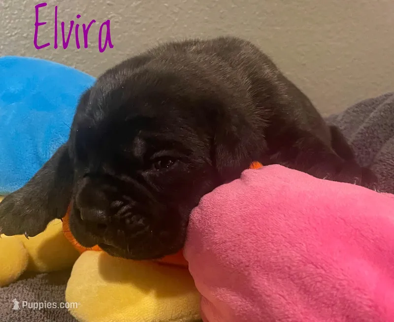 Elvira, a female Neapolitan Mastiff and English Mastiff for sale in Neosho, MO – Photo 1 of 4