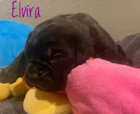 Elvira, a female Neapolitan Mastiff and English Mastiff for sale in Neosho, MO – Photo 1 of 4