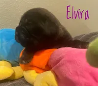 Elvira, a female Neapolitan Mastiff and English Mastiff for sale in Neosho, MO – Photo 2 of 4