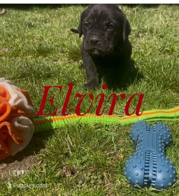 Elvira – Neapolitan Mastiff, English Mastiff puppy for sale in Neosho, MO