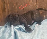 Elvira, a female Neapolitan Mastiff and English Mastiff for sale in Neosho, MO – Photo 5 of 5