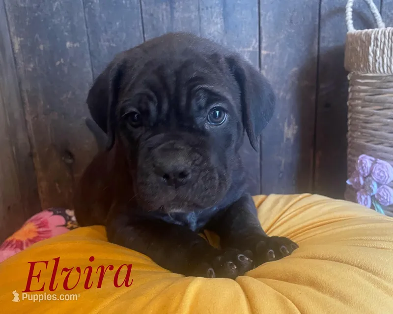 Elvira – Neapolitan Mastiff, English Mastiff puppy for sale in Neosho, MO