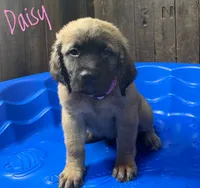 Daisy, a female English Mastiff for sale in Neosho, MO – 2 of 3