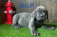 Jackson, a male Neapolitan Mastiff for sale in Neosho, MO – 2 of 3