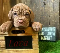 Lava, a male Neapolitan Mastiff for sale in Neosho, MO – 3 of 3