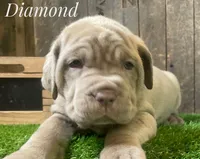 Diamond, a female Neapolitan Mastiff for sale in Neosho, MO – 2 of 5