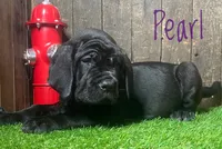 Pearl , a female Neapolitan Mastiff for sale in Neosho, MO – 3 of 5