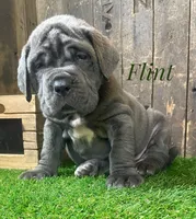 Flint, a male Neapolitan Mastiff for sale in Neosho, MO – 1 of 3