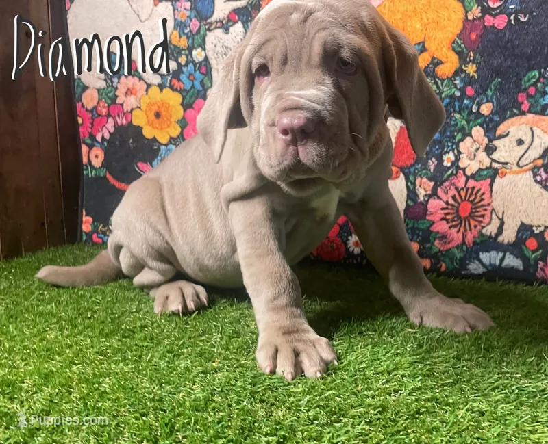Diamond – Neapolitan Mastiff puppy for sale in Neosho, MO