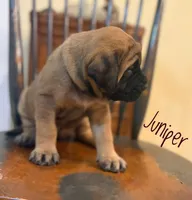 Juniper, a female English Mastiff for sale in Neosho, MO – 7 of 7
