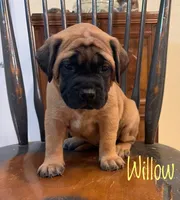 Willow, a female English Mastiff for sale in Neosho, MO – 5 of 5